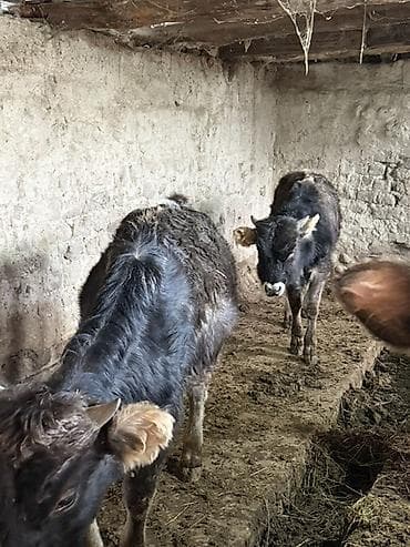 Үй жаныбарлары: Сатам | Бука (эркек), Кунаажын | Бордоп семиртүү үчүн — 5