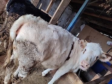 обрезки мясо: Продаю | Тёлка | Полукровка, Голштин | На откорм | Привязанные — 10