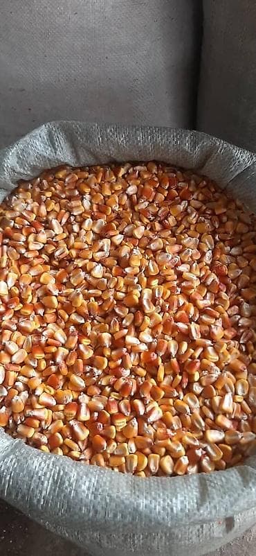 кофе зерно: Семена местной кукурузы. Отличный выбор для фермерских хозяйств — 4