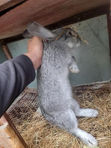 Продаю | Крольчиха (самка) | Серый великан | Для разведения