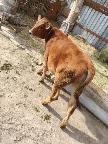 собака булдок: Сатам | Кунаажын | Байланган — 2