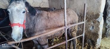 в связи с переездом отдам попугая жако в добрые руки: Продаю | Жеребец | Для разведения — 7