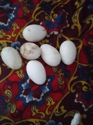 Утиные яйца, белые, овальной формы. На фото — 6 штук. Подходят для
