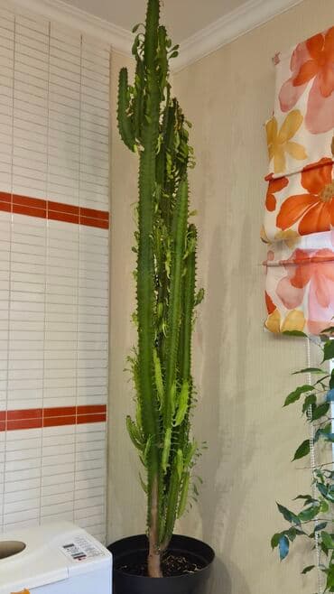 колоновидная туя: Высокий комнатный суккулент Euphorbia trigona (молочай треугольный) в — 1