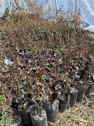 розы рассада: Саженцы — 2