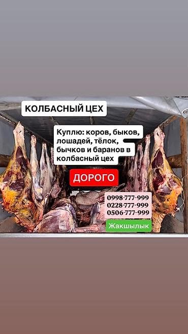 обмен на кур: Колбасный цех : Коровы, быки, Лошади, кони, Другие с/х животные, | На забой, на мясо — 2
