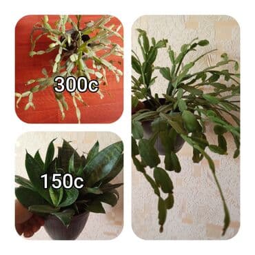 мебель бишкек: Саженцы цветка — 22