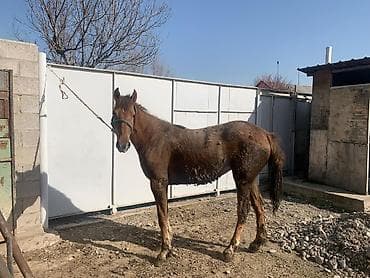 коны: Продаю | Кобыла (самка) | Конный спорт — 7