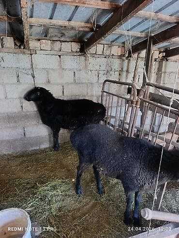 цыплята гуси: Продаю | Овца (самка) | Для разведения — 4