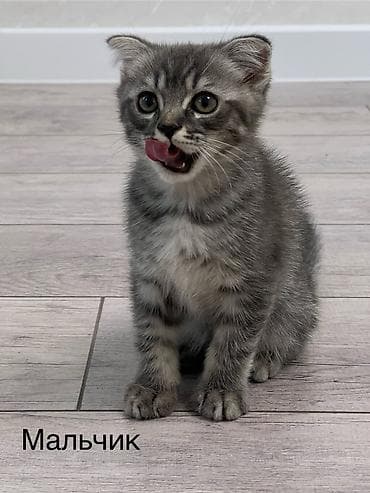 стрижка кота: Шотландские котята: 1) девочка (Scottish fold) ПРОДАНА 2) девочка — 2