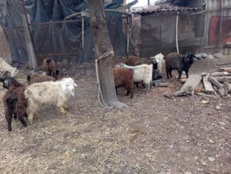 Кошки: Продаю | Коза (самка), Козёл (самец), Козлёнок | На забой, Для разведения | Племенные, Осеменитель — 4