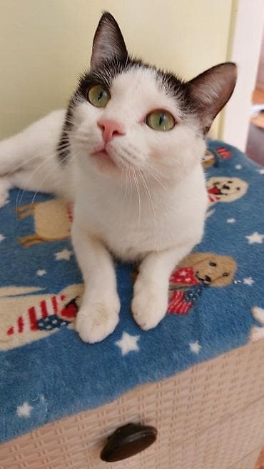 собаки в бишкеке бесплатно: 1 год, Девочка, Кастрирована — 2