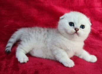 мышык фото: Скотиш Фолд (Шотландиялык шалпаң кулак), 2 айлык, Эркек, Күмүш өңдүү шиншилла — 12