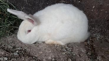 белый хомяк: Новозеландский белый самка, около 6 месяцев, 1200 сом. Через месяц — 2