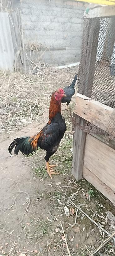 породы кур: Продаю | Куры | Бойцовая | Для боев — 3