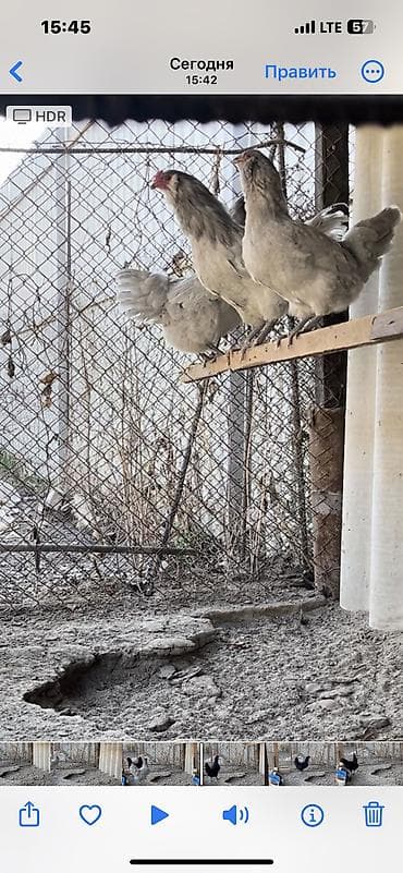 продаю охотничий собаку дратхар: Амераукано Семья 1 + 3 Возраст 6 месяцев Начинают нести яйца Яйца 🪺 — 2