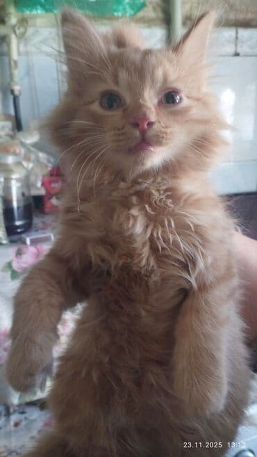 кошка вязка: Сибирская, 2 месяца, Мальчик, Рыжий, Приучена к лотку — 13