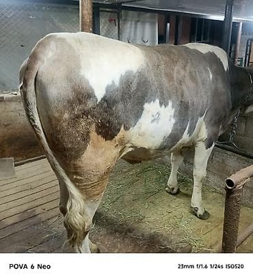 вака купить: Продаю | Корова (самка) | На забой | Племенные — 2