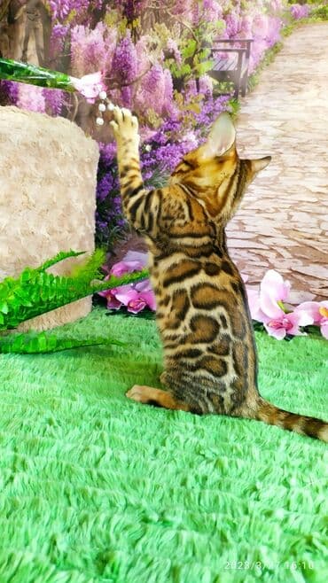 новорожденные котята: Друзья!! Проф питомник Бен Гла Мур Предлагает Шикарных элитных — 18