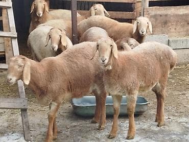 Другие животные: Продаю | Овца (самка) | Для разведения | Племенные — 1