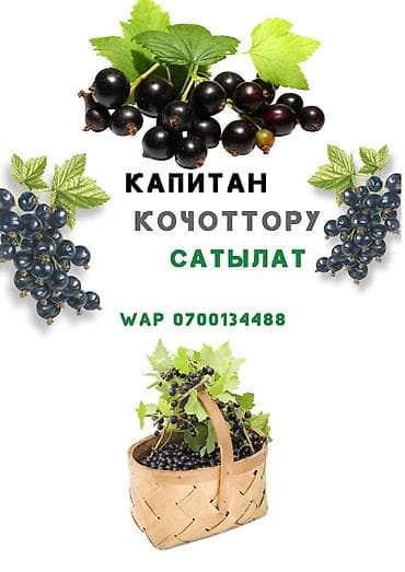Саженцы черной смородины «Капитан». - Сорт «Капитан» — крупноплодная