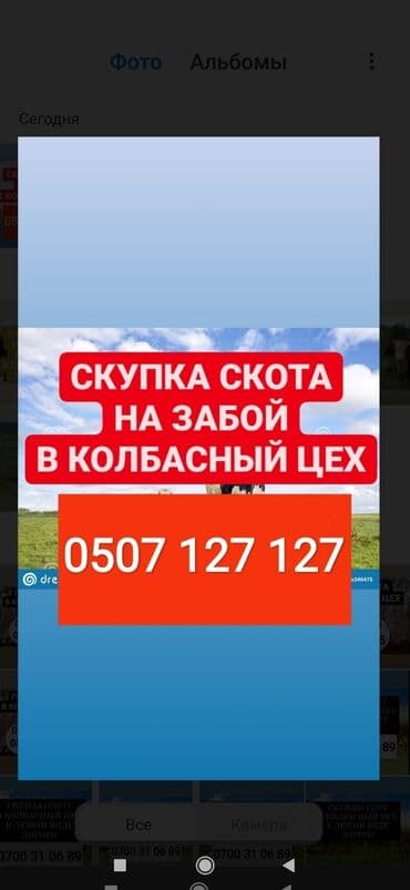 Куплю | Коровы, быки, Лошади, кони, Другие с/х животные | Круглосуточно, Любое состояние, Забитый at lalafo.kg Куплю | Коровы, быки, Лошади, кони, Другие с/х животные | Круглосуточно, Любое состояние, Забитый