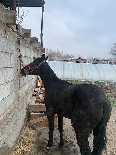 для копыт: Продаю | Жеребенок | Для разведения | Племенные — 3