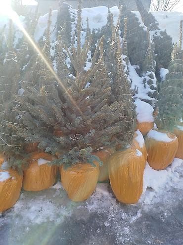 ресторация одежды: Саженцы деревьев: Ели — 9