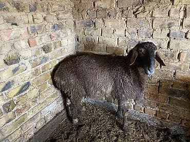 саман кант: Продаю | Баран (самец) | Полукровка | Для разведения, Для шерсти, На забой — 4