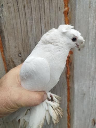 андижанские голуби продажа: Голуби пара — 2