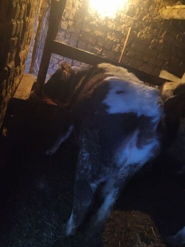 музо эркек: Сатам | Бука (эркек), Кунаажын — 8