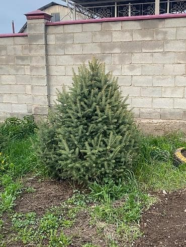 лимонное дерево купить: Ель колючая (Picea pungens) для озеленения участка - Породистые — 6