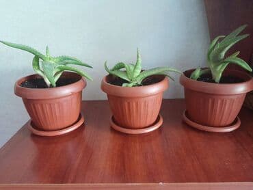 лимон цветы: Алоэ вера (Aloe vera) — суккулентное травянистое растение, вид рода — 1