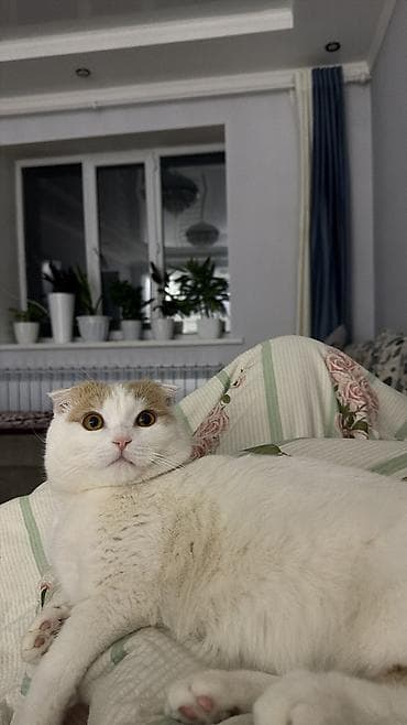 котята вислоухие: Вязка: Шотландский вислоухий Кот(Scottish Fold) 1 год,мальчик ищем — 6