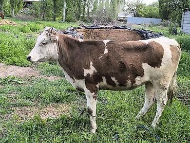 ячмень яровой: Продаю | Тёлка | Для разведения | Привязанные — 5