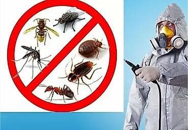 чистка ваты: Дезинфекция, дезинсекция, | Муравьи, | Квартиры — 1