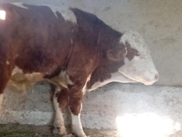 инкубация цыплят: Продаю | Бык (самец) | Симментальская | На откорм | Племенные — 4