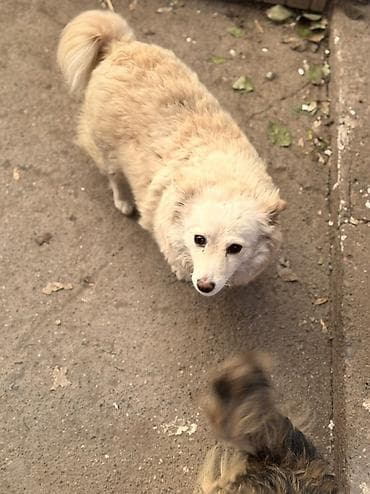 взять собаку из приюта: Собака даром: 1 год, Самка — 2