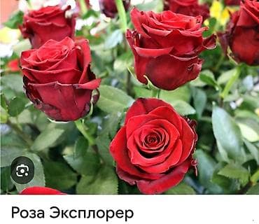 саат часы: Роза Эксплорер (Explorer) - Крупноцветковая чайно-гибридная роза с — 1