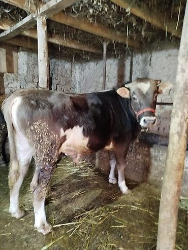 куплю корову на мясо: Продаю | Бык (самец) | Полукровка | На откорм | Привязанные — 4