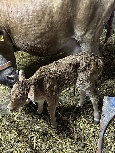 Продаю | Корова (самка) | Для молока | После отела
