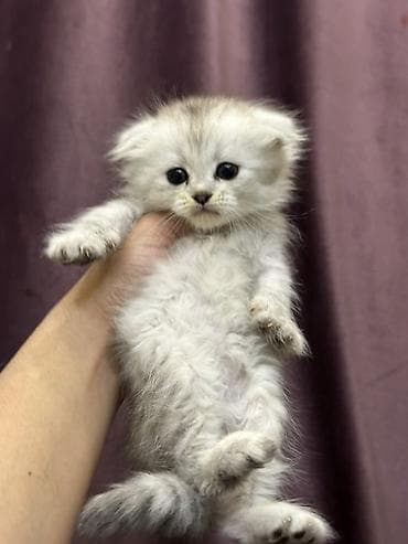 Продажа кошек: Скотиш Фолд (Шотландская вислоухая), 1 месяц, Девочка, Белый, Приучена к лотку — 1
