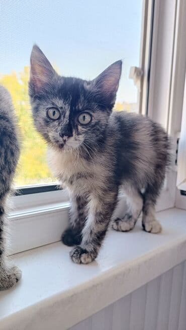 во сколько месяцев стерилизовать кошку: Кошка даром: Беспородная, 2 месяца, Девочка, Проглистована — 1