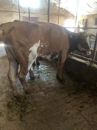 бир: Сатам | Уй (ургаачы) | Сүт алуу үчүн | Байланган — 3