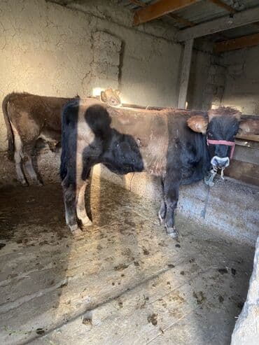 собаку в добрые руки: Продаю | Бык (самец) | Алатауская | На откорм | Привязанные — 3