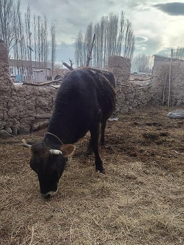 большая собака: Продаю | Корова (самка) | Для разведения | Привязанные — 1