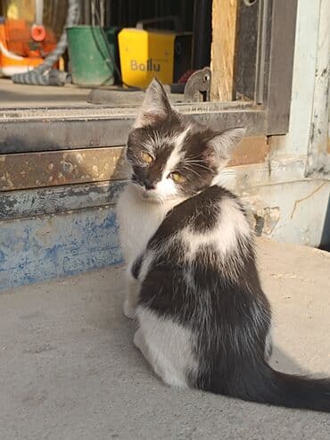 сколько стоит сибирская кошка котенок: Черно-белая кошечка с выразительной “маской” на мордочке и белой — 3