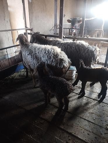 Баран, овца: Продаю | Баран (самец) | Для разведения | Племенные — 8