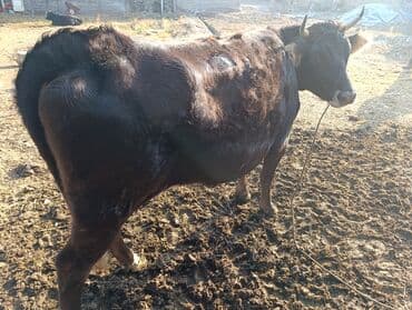 Продаю | Корова (самка) | Для разведения | Привязанные