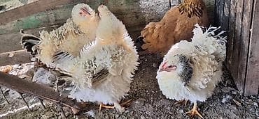 Индюки: Продаю | Куры | Для разведения — 8